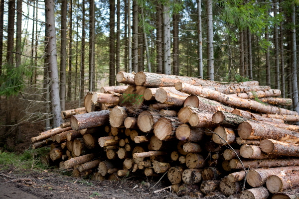 A pile of logs recently harvested A pile of logs recently harvested